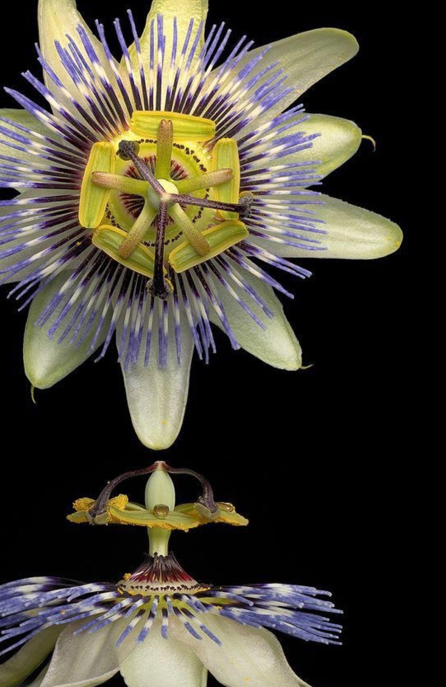 Passionflower macro photograph
